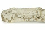 Impressive Fossil Dyrosaurus Rostrum - Morocco #227168-7